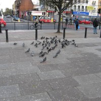 Feral Pigeon